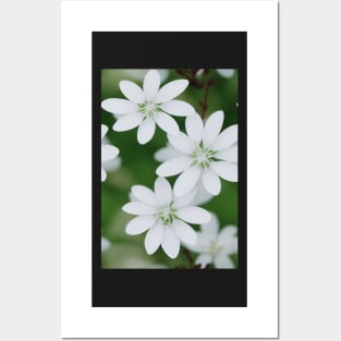 Beautiful White Flowers, for all those who love nature #138 Posters and Art